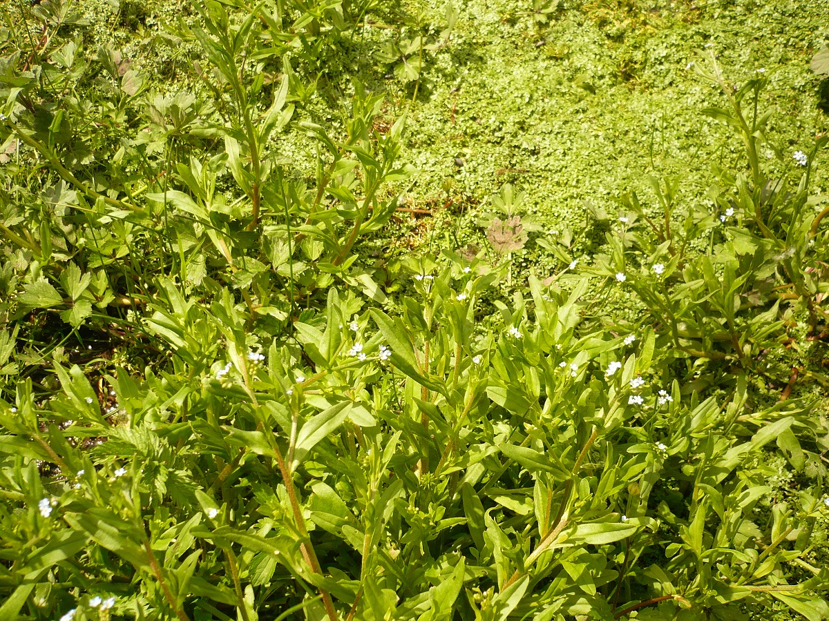 Myosotis laxa subsp. caespitosa (Boraginaceae)